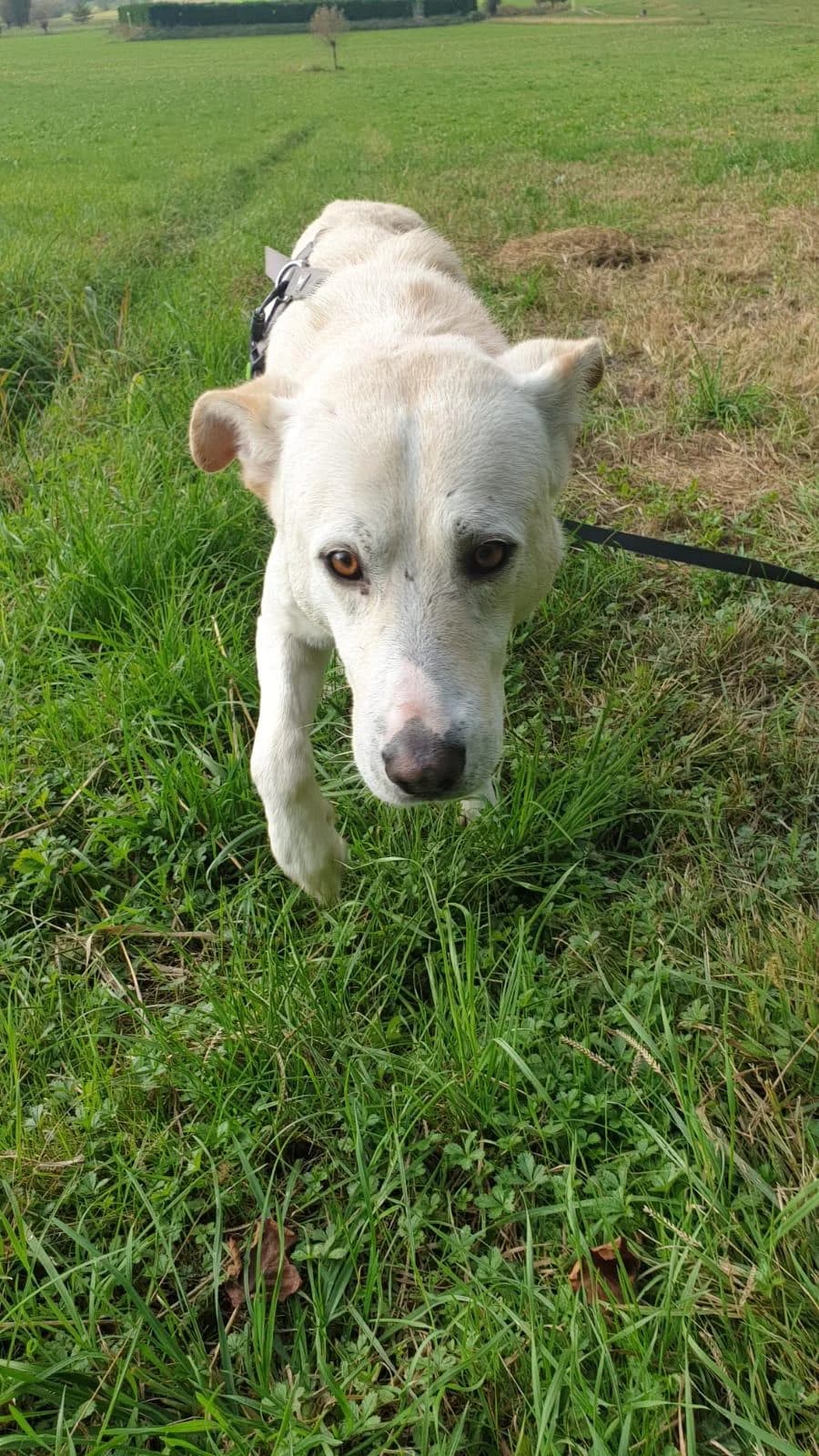 Rio, male 3yo mixed breed for adoption at Canile Oasi Torino, Turin