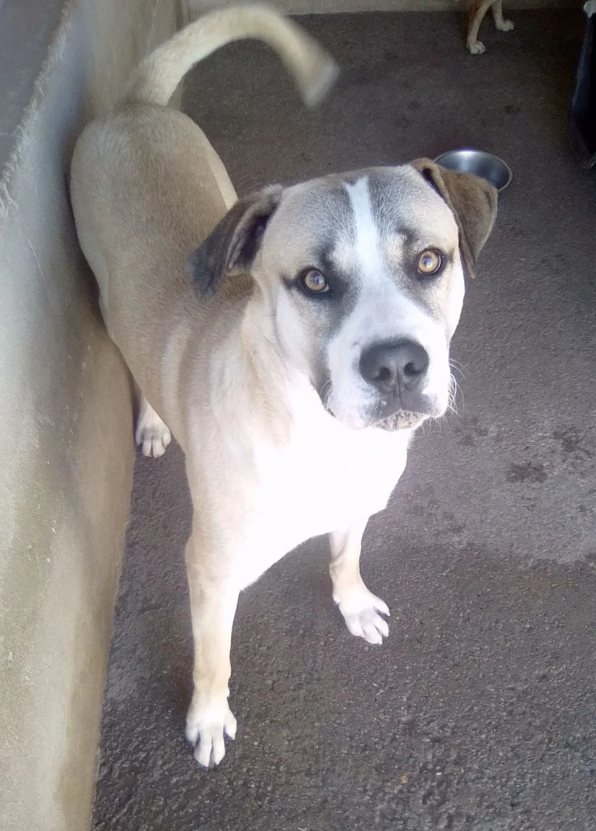 Rocco, male Mixed Breed for adoption at Lega del Cane, Rome
