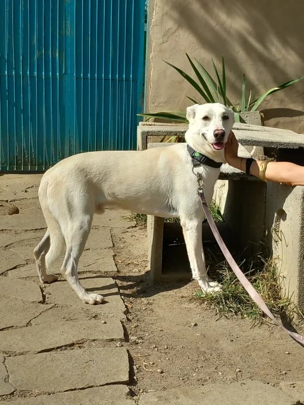 Romeo, male 4yo mixed breed for adoption at Canile Oasi Torino, Turin