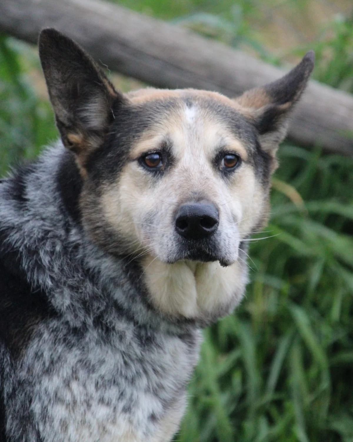 Rosmann, Mixed Breed for adoption at Lega del Cane, Rome