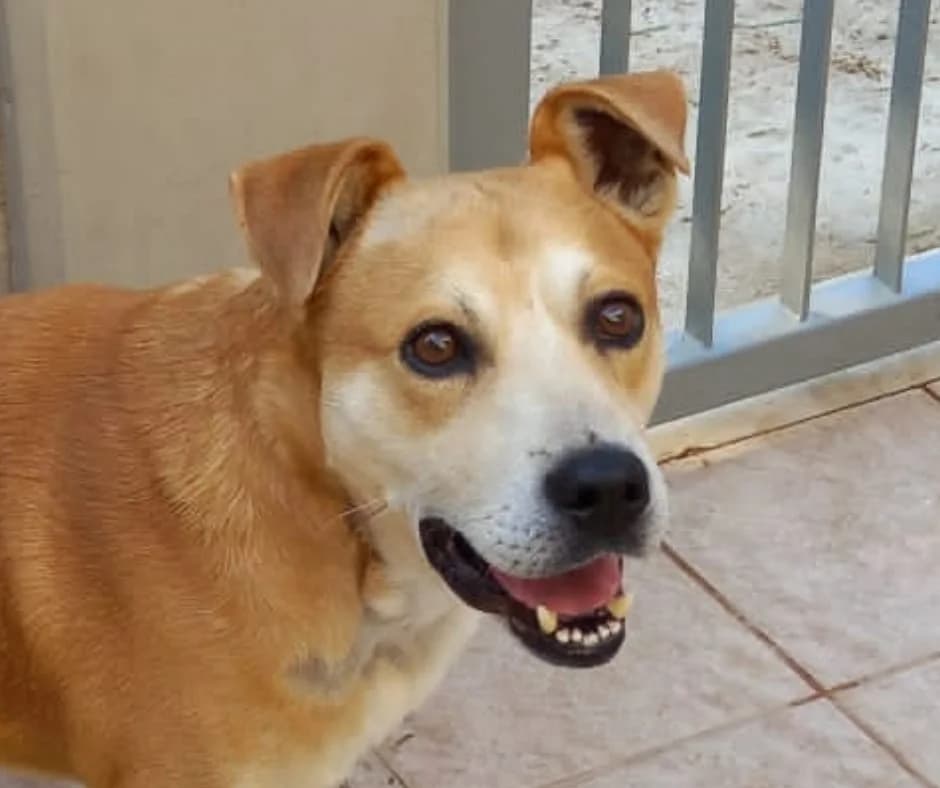 Rotondo, male Mixed Breed for adoption at Lega del Cane, Rome
