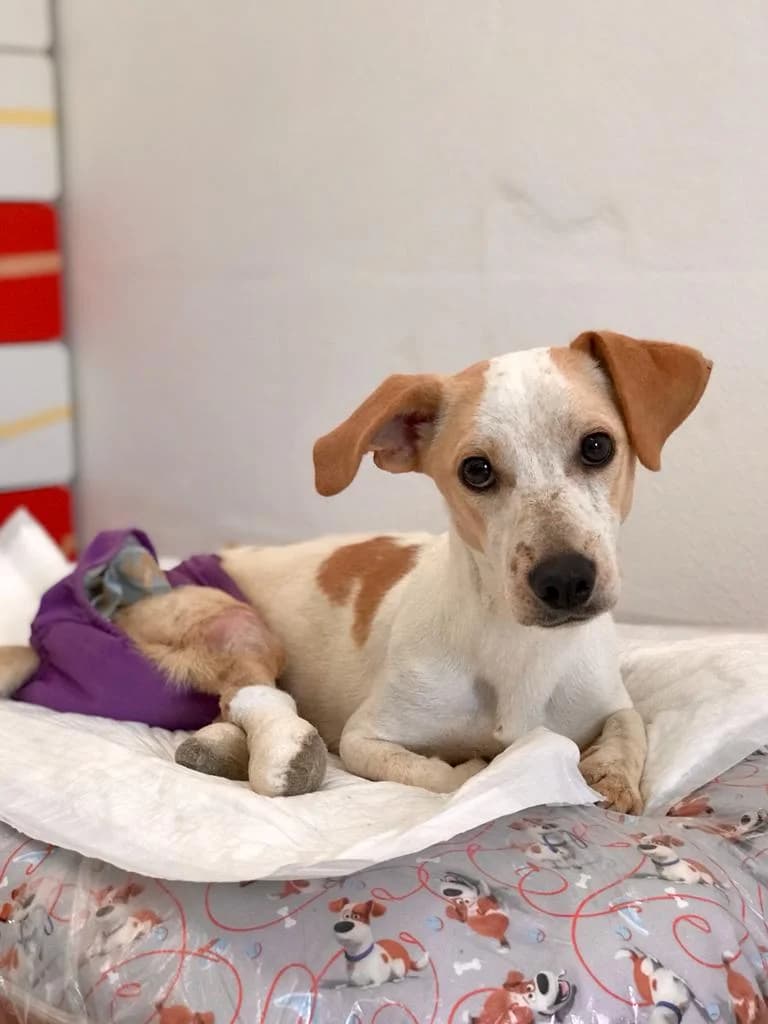 Samu,  Mixed Breed for adoption at Lega del Cane, Rome