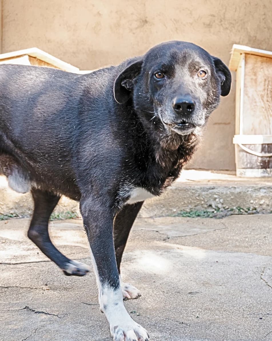 Scheggia, male Mixed Breed for adoption at Lega del Cane, Rome
