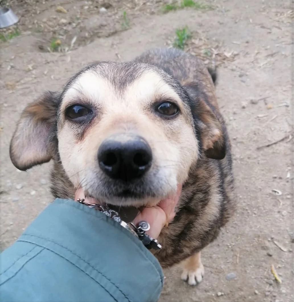 Scimmietta, female Mixed Breed for adoption at Lega del Cane, Rome