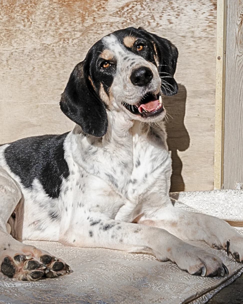 Sheila, female Mixed Breed for adoption at Lega del Cane, Rome