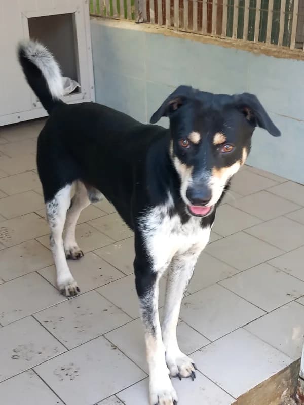 Sid, male 5yo mixed breed for adoption at Canile Oasi Torino, Turin