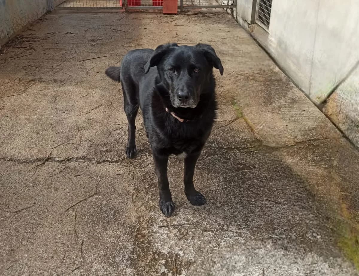 Sirius, male Mixed Breed for adoption at Lega del Cane, Rome