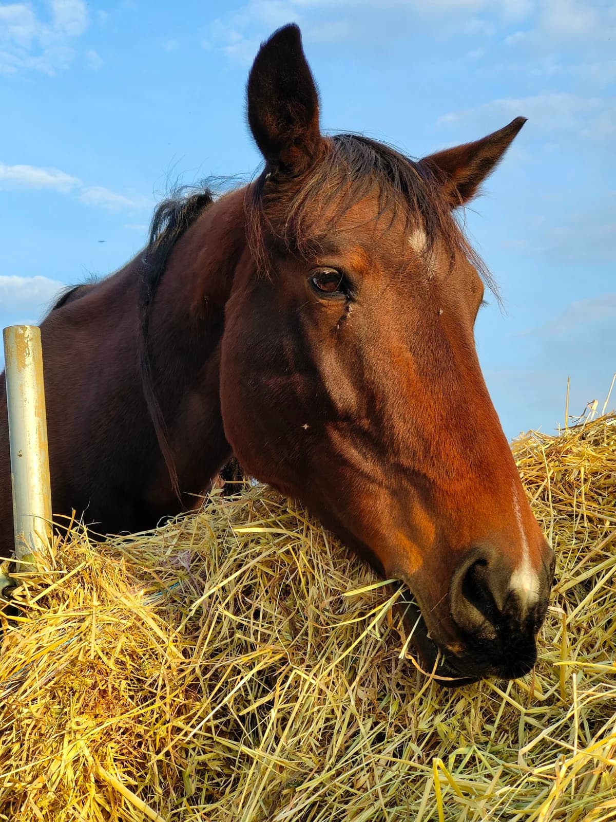 Stelvio, bay male Equine for adoption at Lega del Cane, Rome