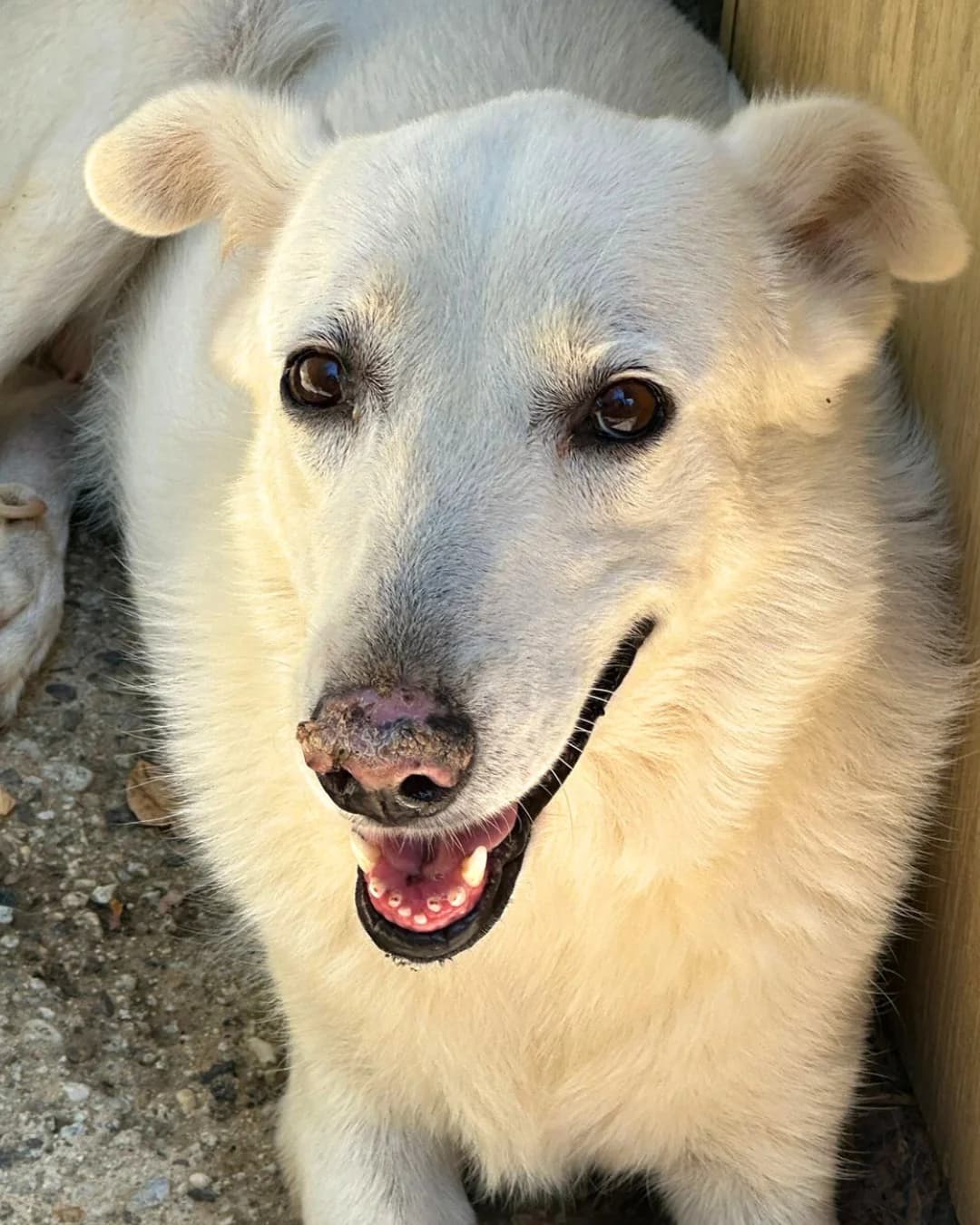 Terry, male Mixed Breed for adoption at Lega del Cane, Rome