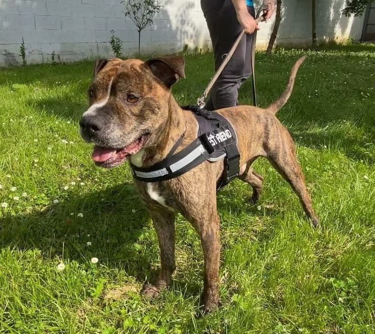 Thor,  senior Mixed Breed for adoption at Lega del Cane, Rome
