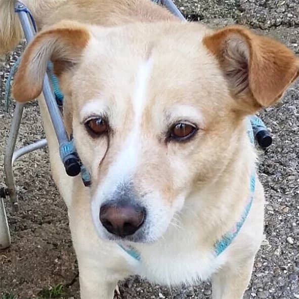 Tommi,  Mixed Breed for adoption at Lega del Cane, Rome