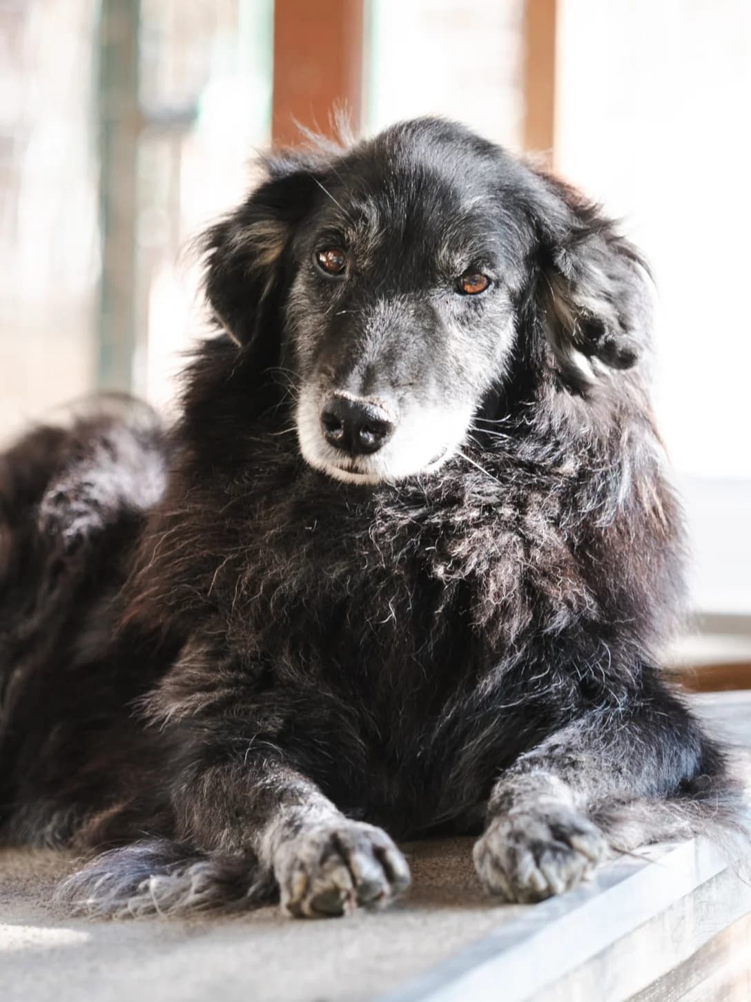Tommy, Mixed Breed for adoption at Lega del Cane, Rome