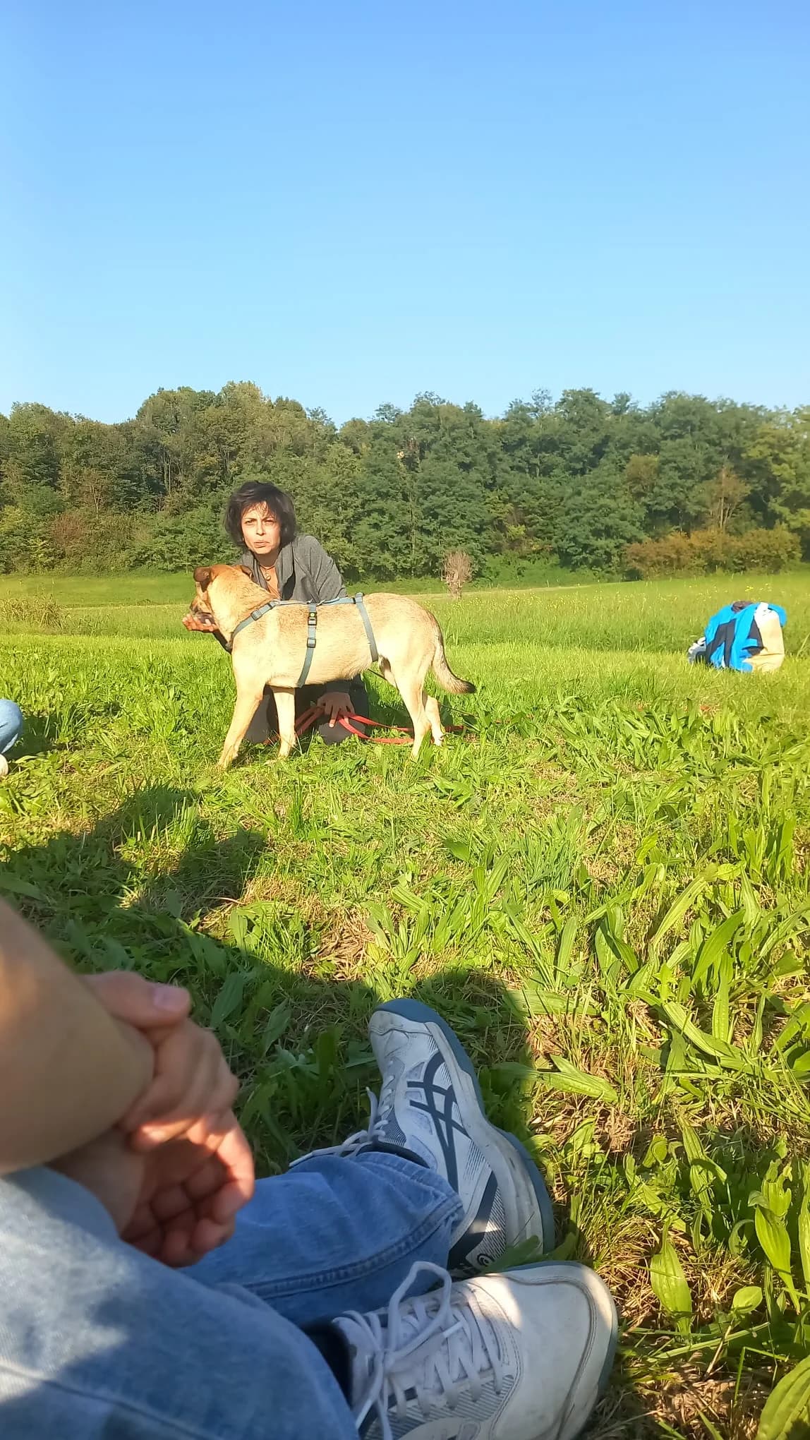Venere, female 3yo mixed breed for adoption at Canile Oasi Torino, Turin