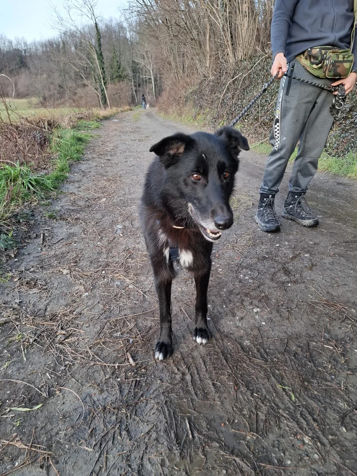 Zara, female 5yo mixed breed for adoption at Canile Oasi Torino, Turin