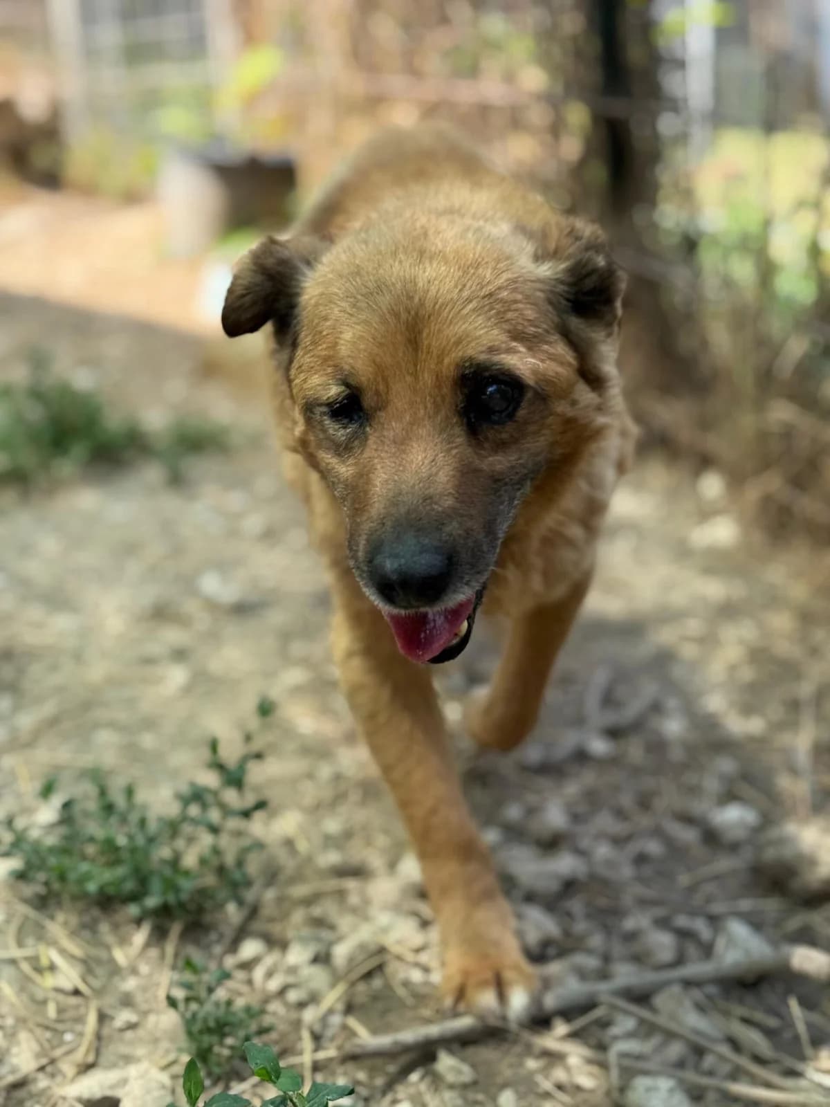 Zoro, male Mixed Breed for adoption at Lega del Cane, Rome