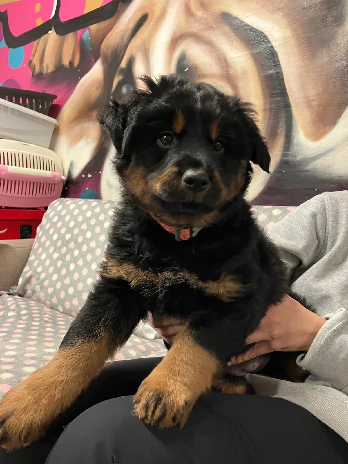 Arizona, black and tan female mixed breed for adoption at Kočičí Útulna Sissi (Praha), Praha