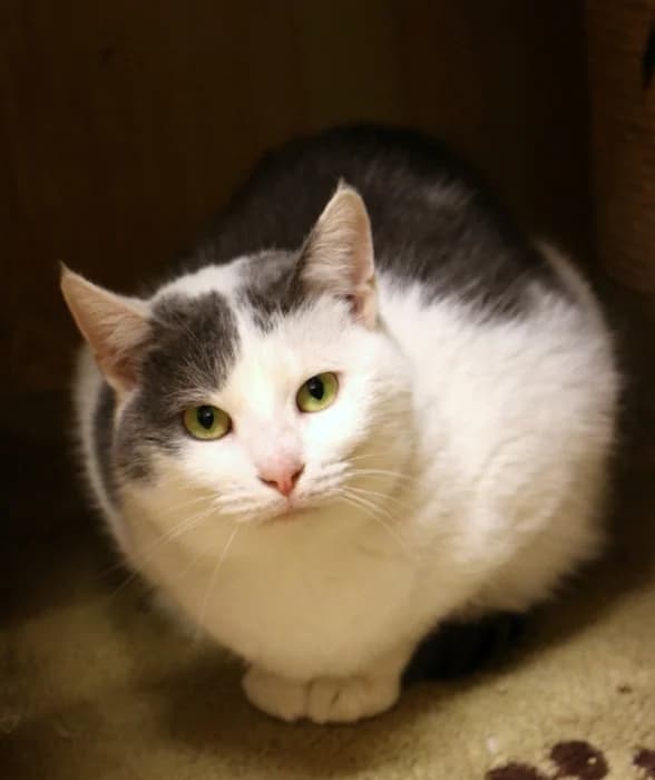 Lika, female senior Mixed Breed for adoption at Beglobis