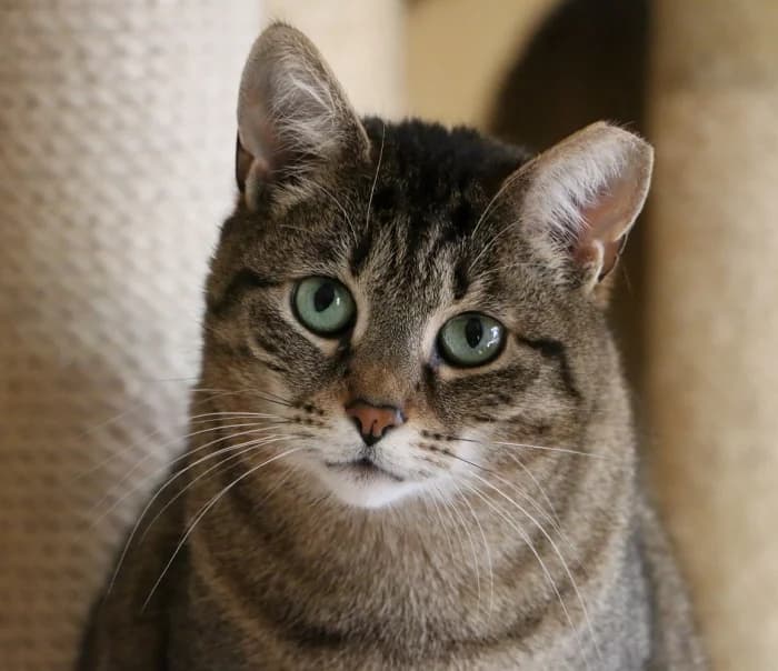 Savana, female senior Mixed Breed for adoption at Beglobis