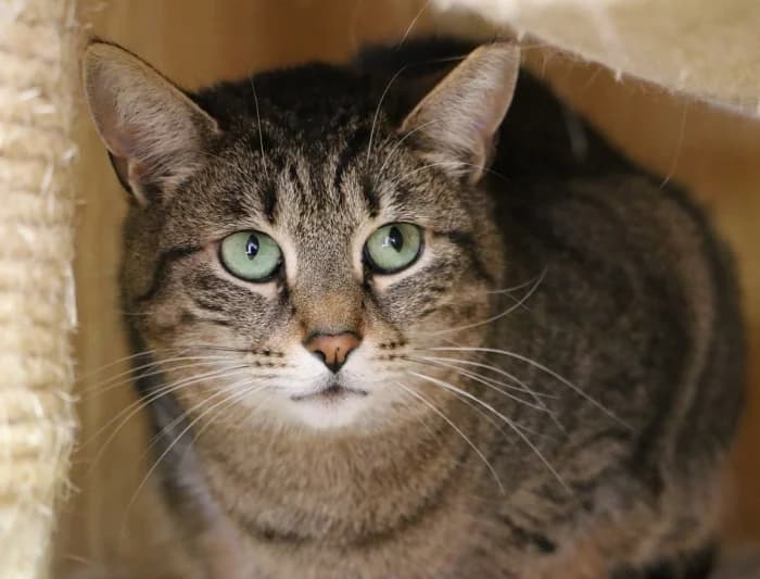 Savana, female Mixed Breed for adoption at Beglobis — photo 2 of 6