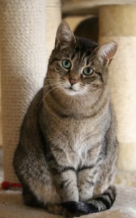 Savana, female Mixed Breed for adoption at Beglobis — photo 3 of 6