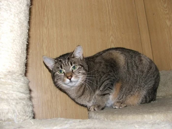 Savana, female Mixed Breed for adoption at Beglobis — photo 4 of 6