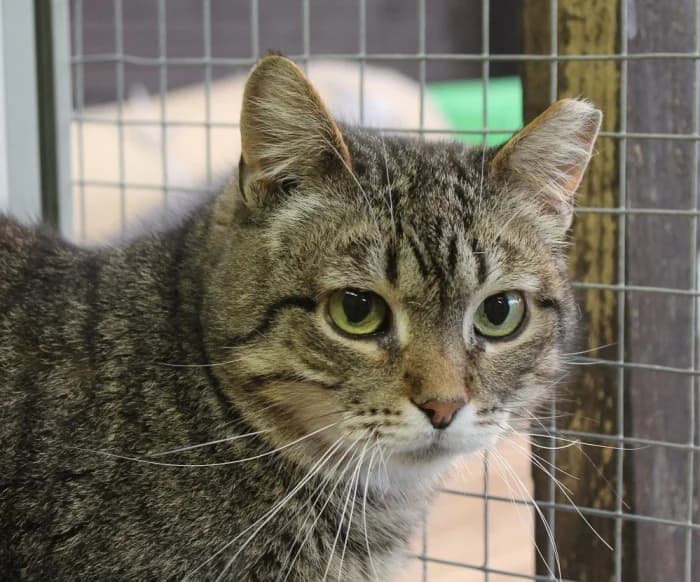 Savana, female Mixed Breed for adoption at Beglobis — photo 5 of 6