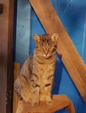 Savana, female Mixed Breed for adoption at Beglobis — photo 6 of 6