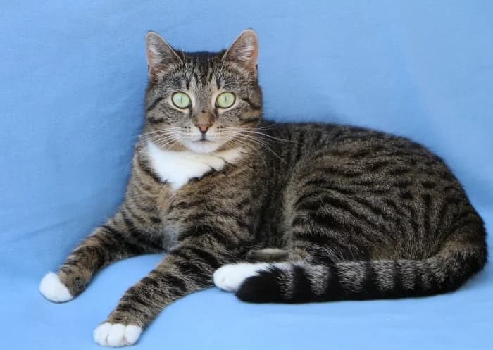 Emili, female 7yo Mixed Breed for adoption at Beglobis