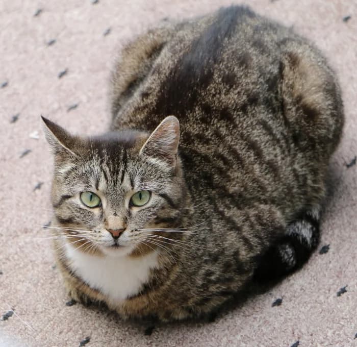 Emili, female Mixed Breed for adoption at Beglobis — photo 2 of 6