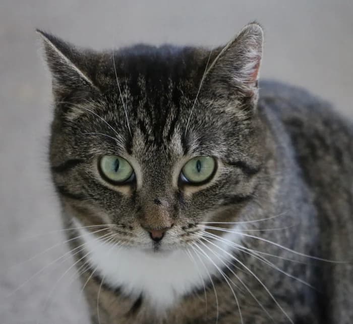 Emili, female Mixed Breed for adoption at Beglobis — photo 3 of 6