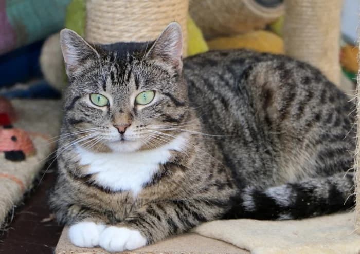 Emili, female Mixed Breed for adoption at Beglobis — photo 4 of 6