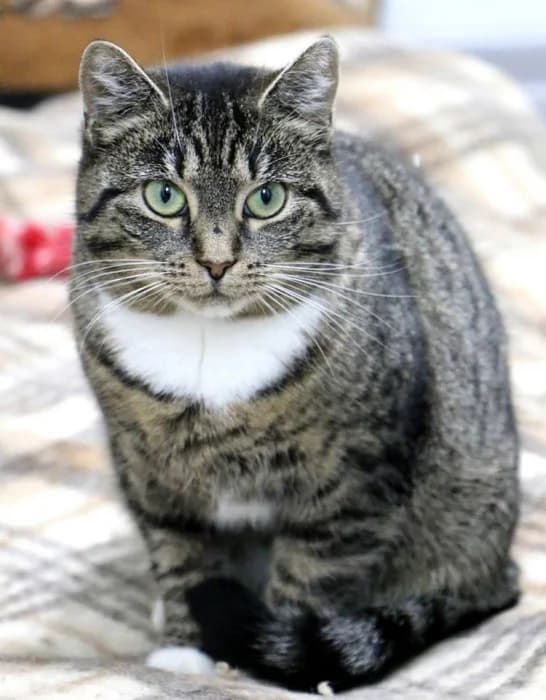 Emili, female Mixed Breed for adoption at Beglobis — photo 5 of 6