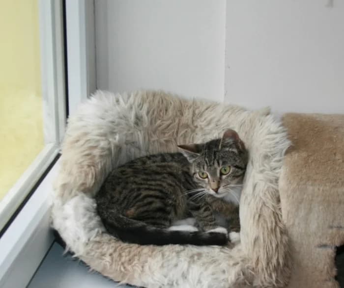 Emili, female Mixed Breed for adoption at Beglobis — photo 6 of 6