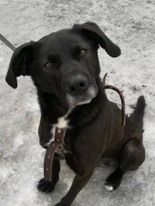 Marokas, senior Mixed Breed for adoption at Beglobis