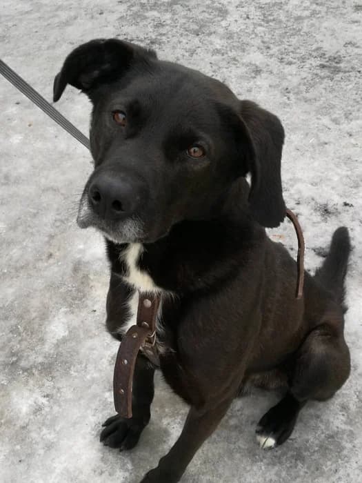 Marokas,  Mixed Breed for adoption at Beglobis — photo 2 of 6