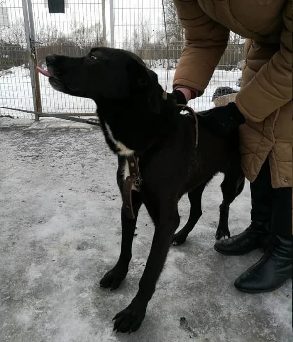 Marokas,  Mixed Breed for adoption at Beglobis — photo 3 of 6