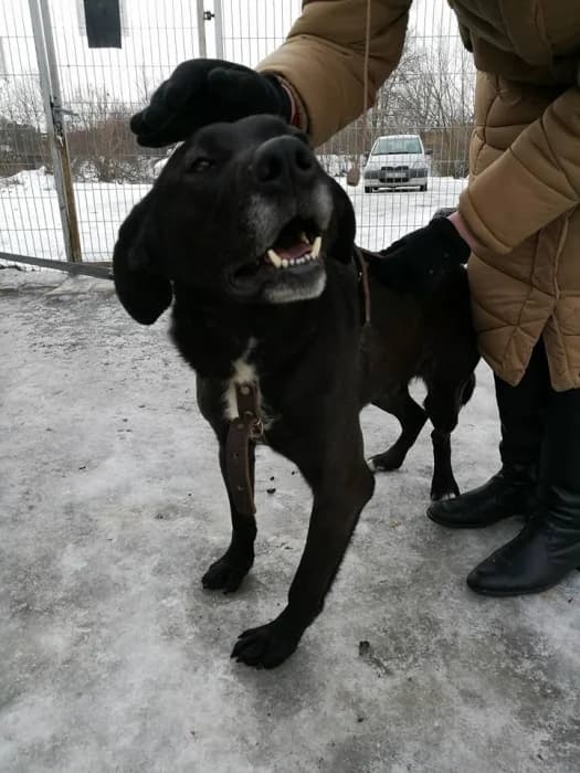 Marokas,  Mixed Breed for adoption at Beglobis — photo 4 of 6
