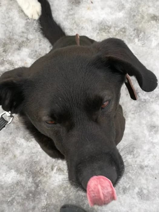 Marokas,  Mixed Breed for adoption at Beglobis — photo 5 of 6