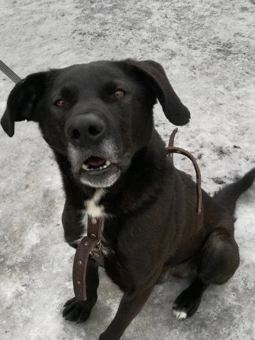 Marokas,  Mixed Breed for adoption at Beglobis — photo 6 of 6