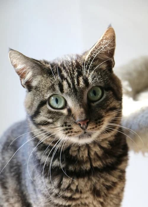 Skeitas, 7yo Mixed Breed for adoption at Beglobis