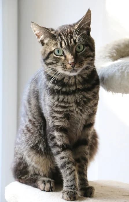 Skeitas,  Mixed Breed for adoption at Beglobis — photo 2 of 6