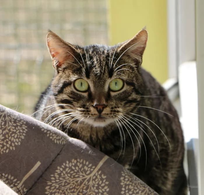 Skeitas,  Mixed Breed for adoption at Beglobis — photo 3 of 6