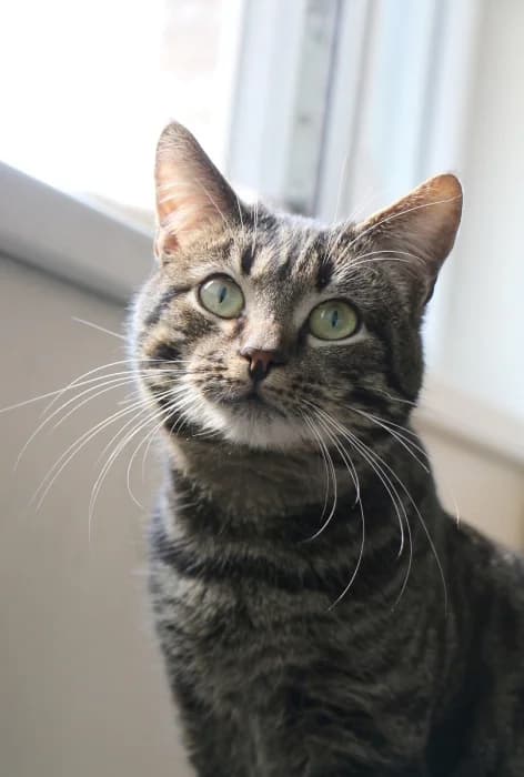 Skeitas,  Mixed Breed for adoption at Beglobis — photo 4 of 6