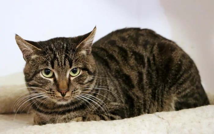 Skeitas,  Mixed Breed for adoption at Beglobis — photo 5 of 6