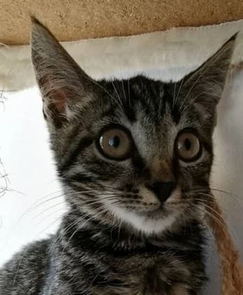 Skeitas,  Mixed Breed for adoption at Beglobis — photo 6 of 6