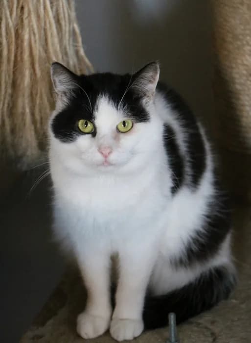 Toša,  Mixed Breed for adoption at Beglobis