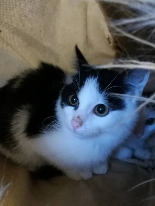 Toša,  Mixed Breed for adoption at Beglobis — photo 2 of 3