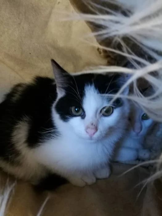 Toša,  Mixed Breed for adoption at Beglobis — photo 3 of 3