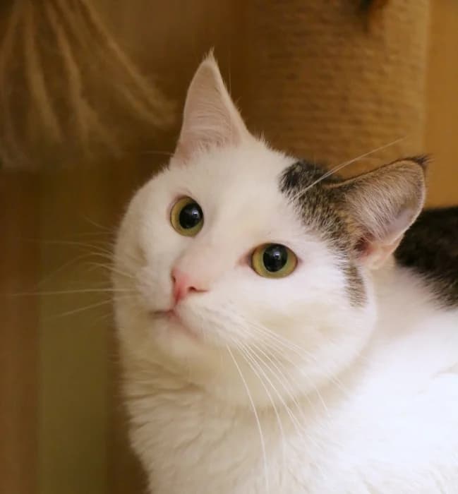 Tiša,  Mixed Breed for adoption at Beglobis