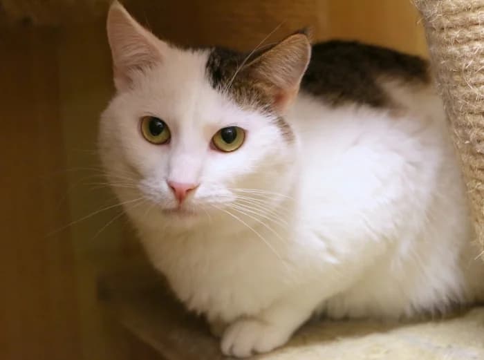 Tiša,  Mixed Breed for adoption at Beglobis — photo 2 of 6